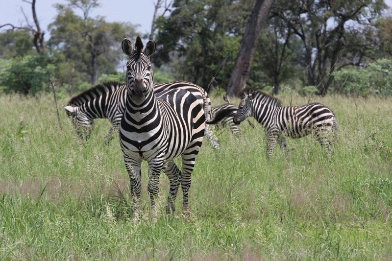 Guide to Mudumu National Park