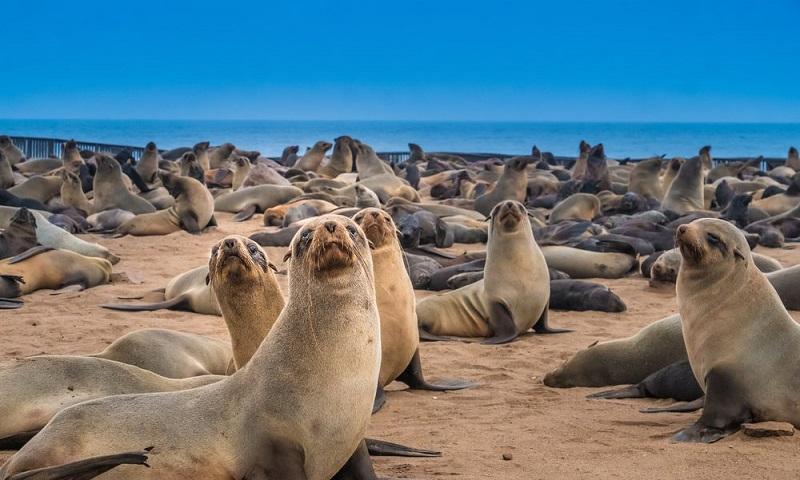 Guide to Skeleton Coast National Park