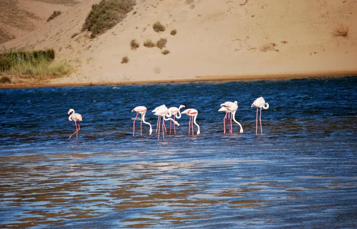 Guide to Souss-Massa National Park