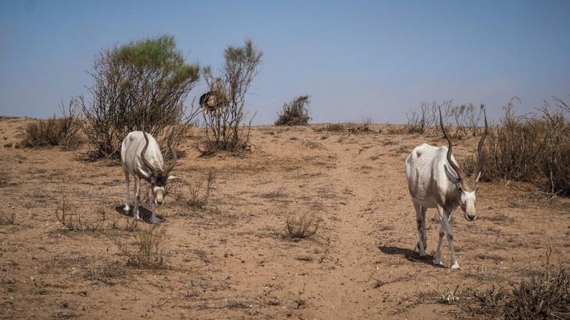 Guide to Souss-Massa National Park