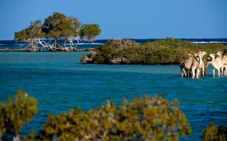 Guide to Wadi el Gemal National Park