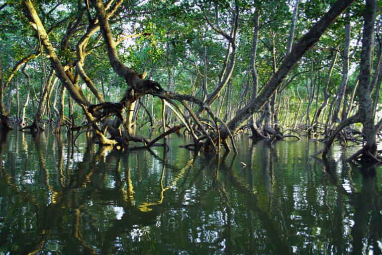 Guide to Mangroves National Park