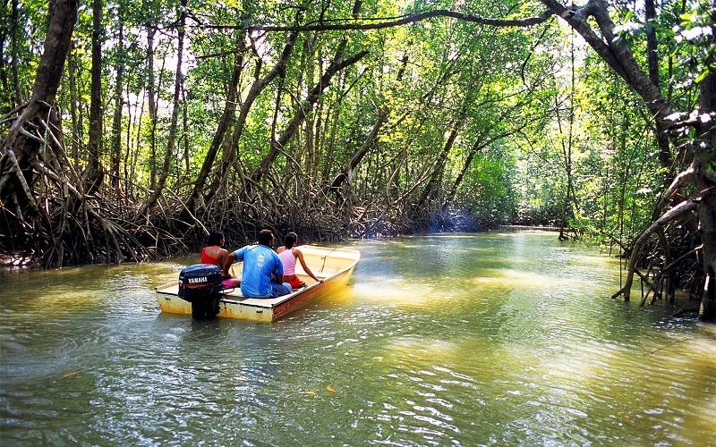 Guide to Mangroves National Park