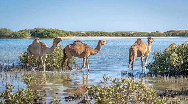 Guide to Wadi el Gemal National Park