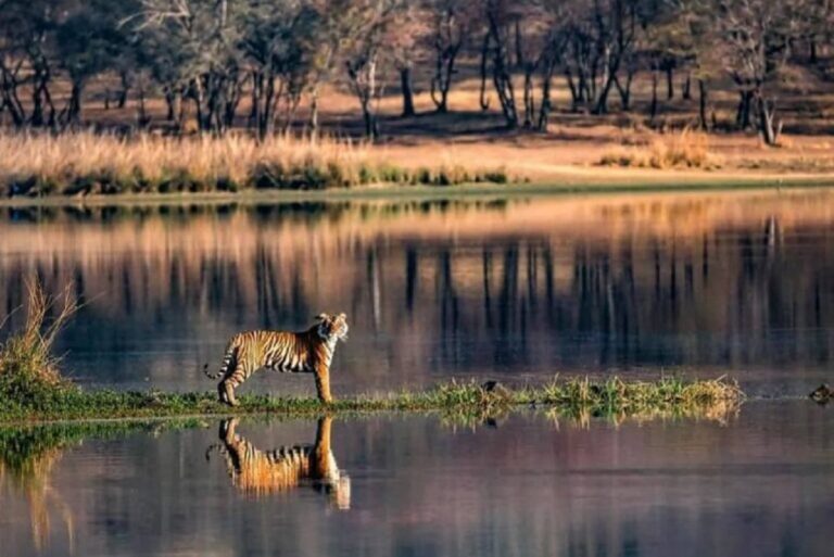 Guide to Ranthambore National Park