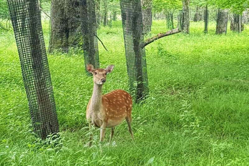 Guide to Nikko National Park