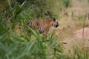 Guide to Bandhavgarh National Park