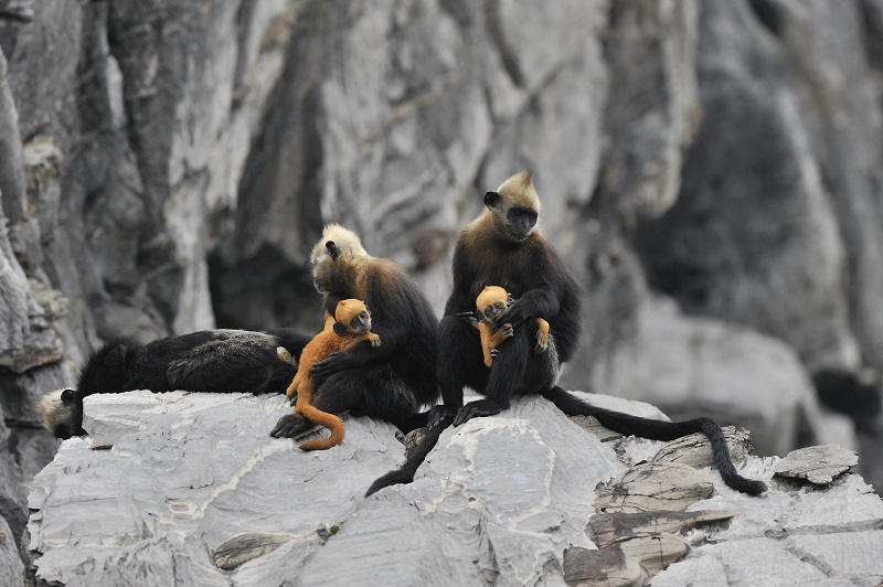 Guide to Cat Ba National Park