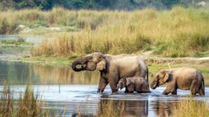 Guide to Chitwan National Park