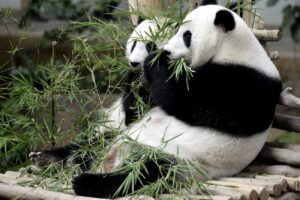 Guide to Giant Panda National Park