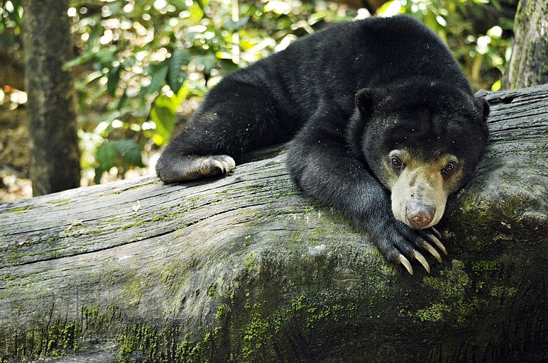 Guide to Khao Sok National Park