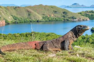 Guide to Komodo National Park