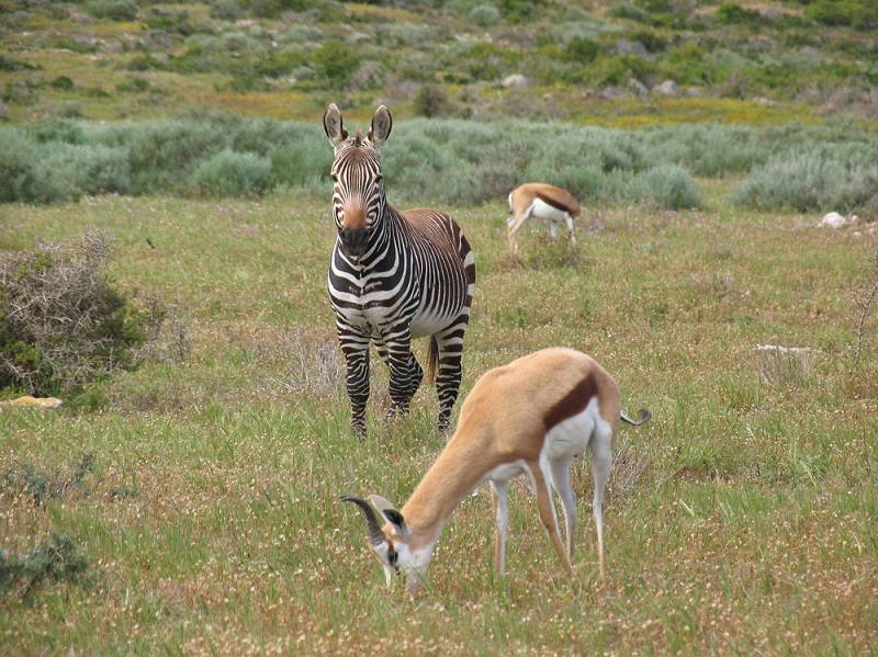 Guide to West Coast National Park