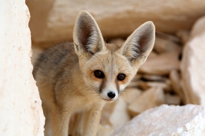 Guide to White Desert National Park