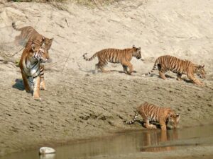 Guide to Bardiya National Park