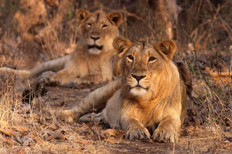 Guide to Gir National Park