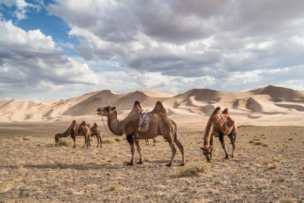 - Secret World Guide to Gobi Gurvansaikhan National Park