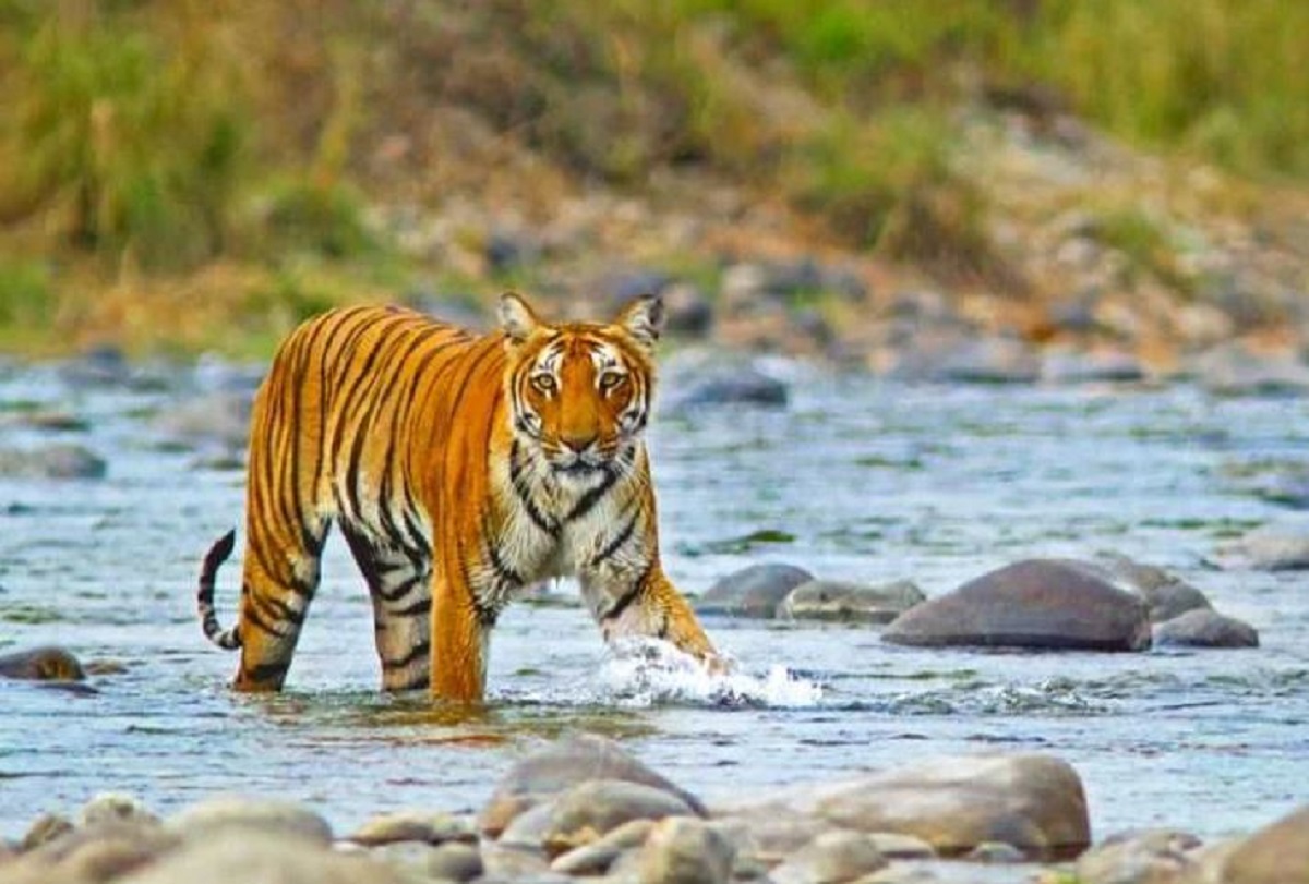 Guide to Jim Corbett National Park