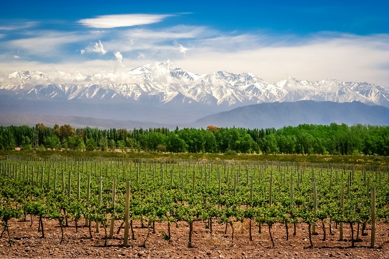 Best Wine Destinations in South America