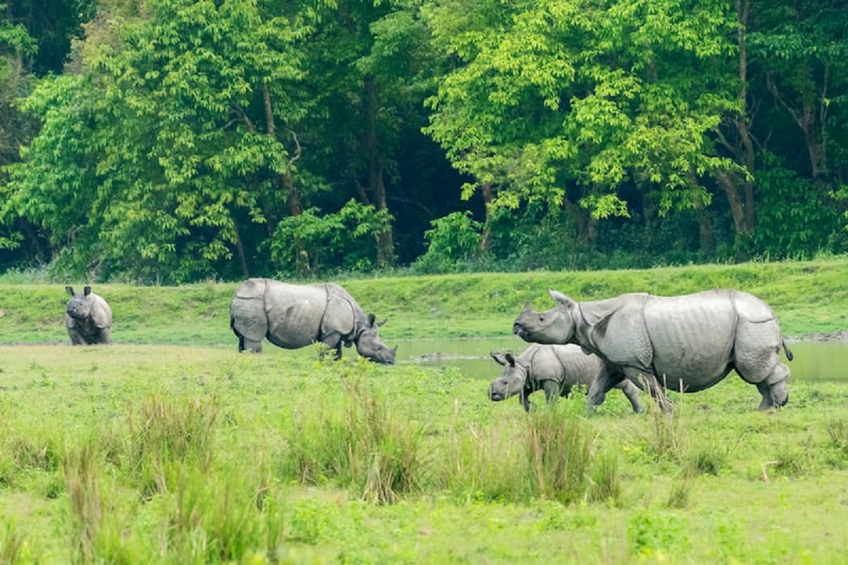 Guide to Kaziranga National Park