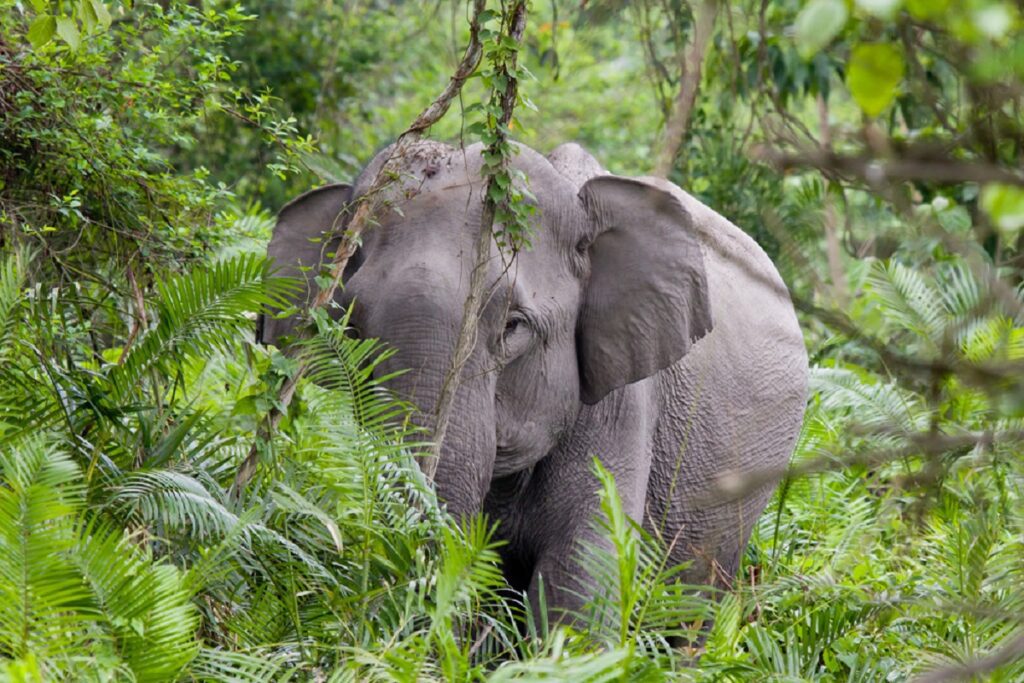 Guide to Kaziranga National Park