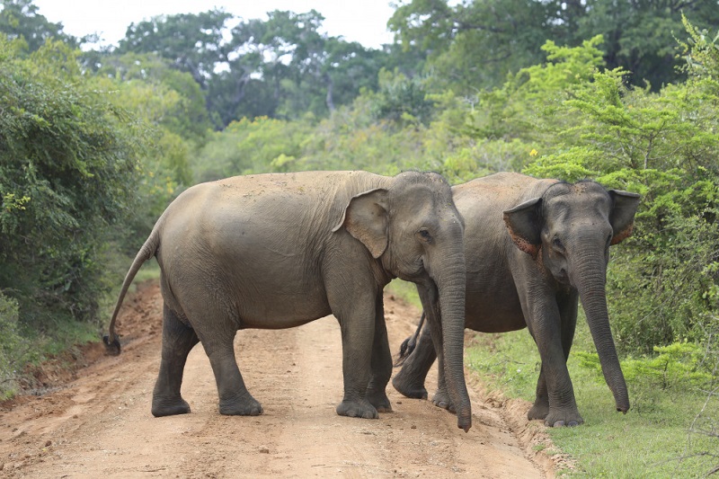 Guide to Yala National Park