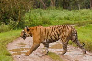 Guide to Bandipur National Park