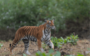 Guide to Nagarhole National Park