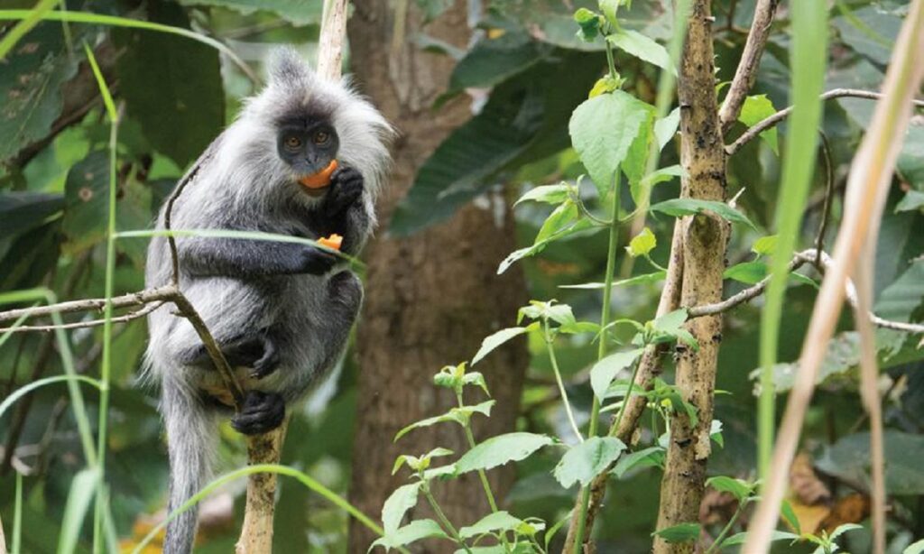 Guide to Phnom Kulen National Park