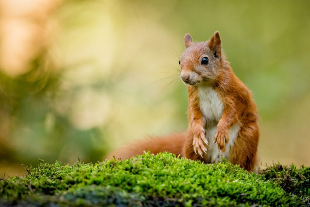 - Secret World Guide to Cairngorms National Park