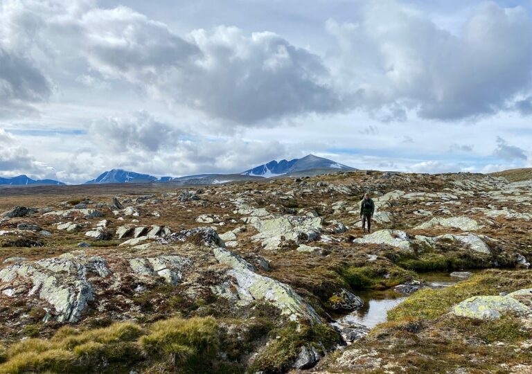Guide to Dovrefjell Sunndalsfjella National Park