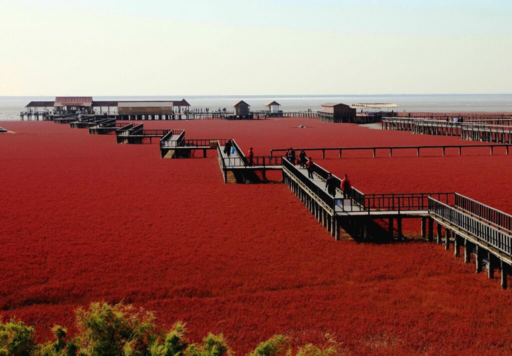 - Secret World Red Beach, China