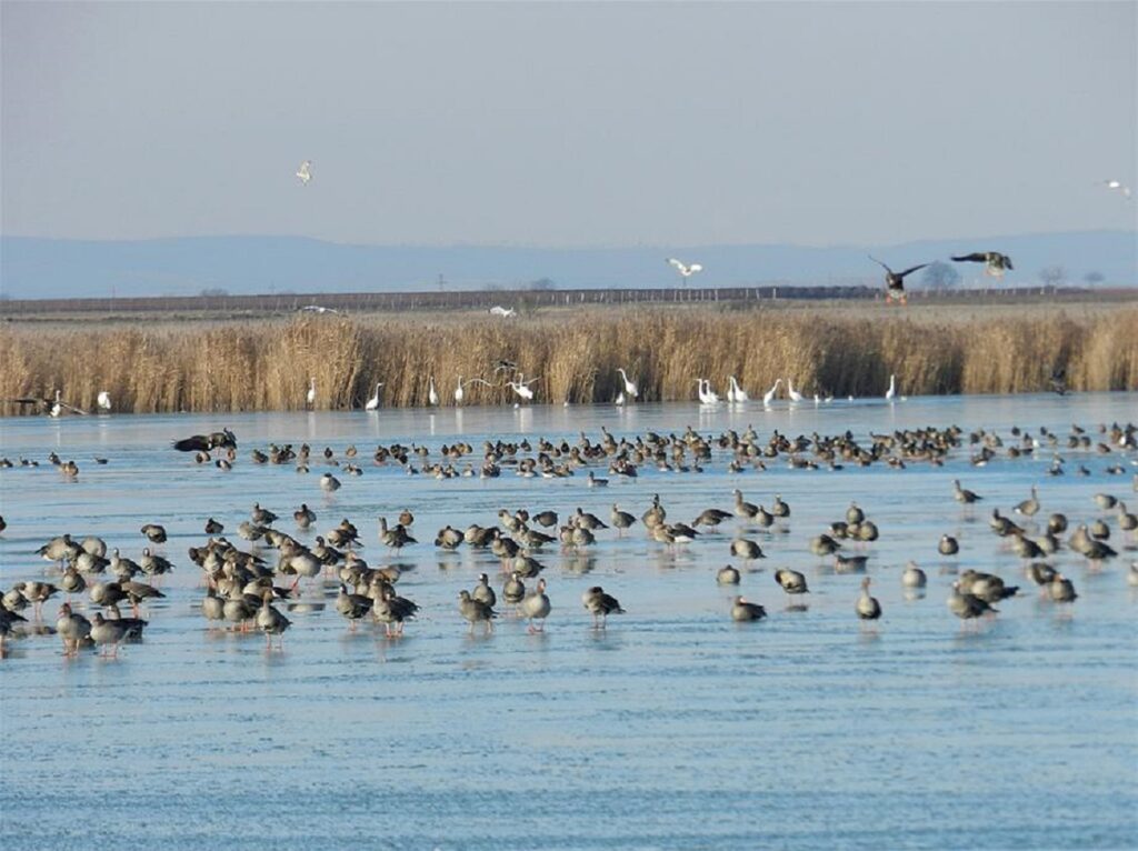 - FIELD NOTES Guide to Neusiedler See-Seewinkel National Park