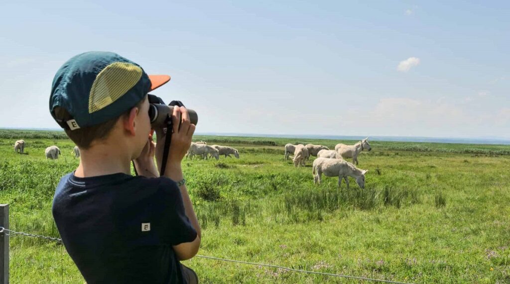 - FIELD NOTES Guide to Neusiedler See-Seewinkel National Park