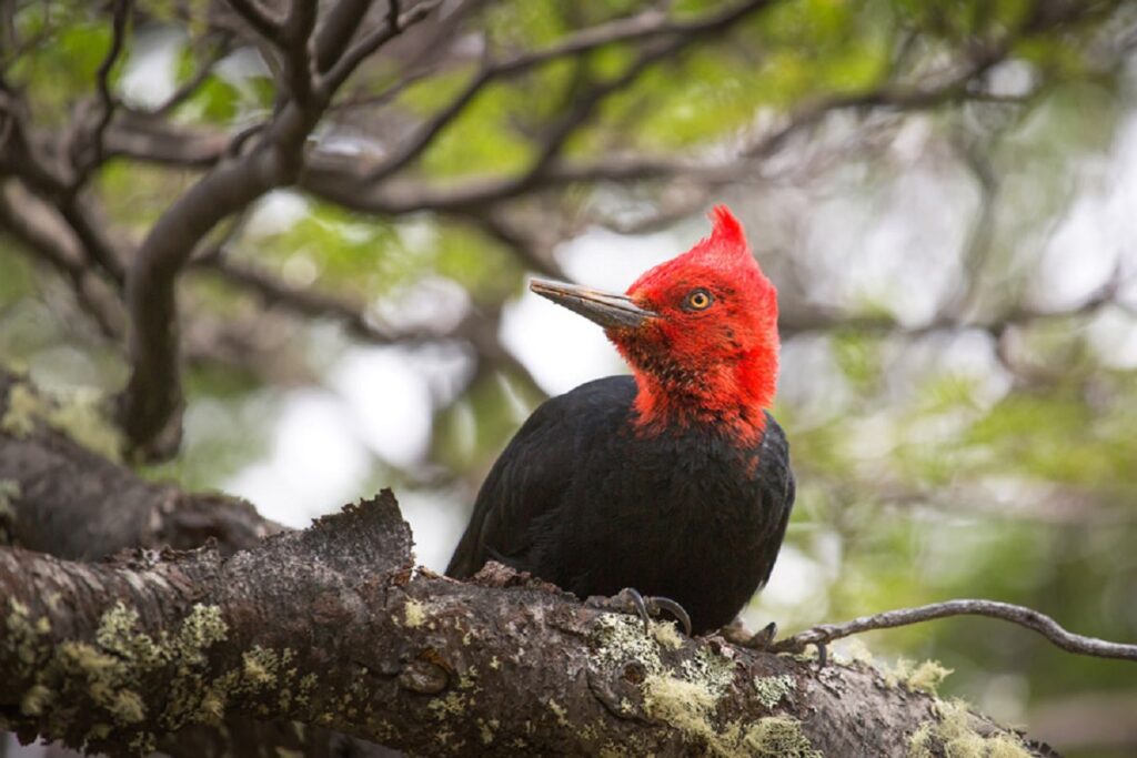 Guide to Los Glaciares National Park