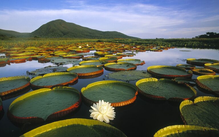 Guide to Pantanal Matogrossense National Park