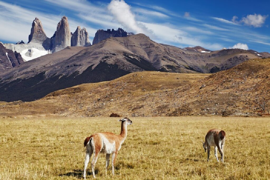 - Secret World Guide to Patagonia National Park