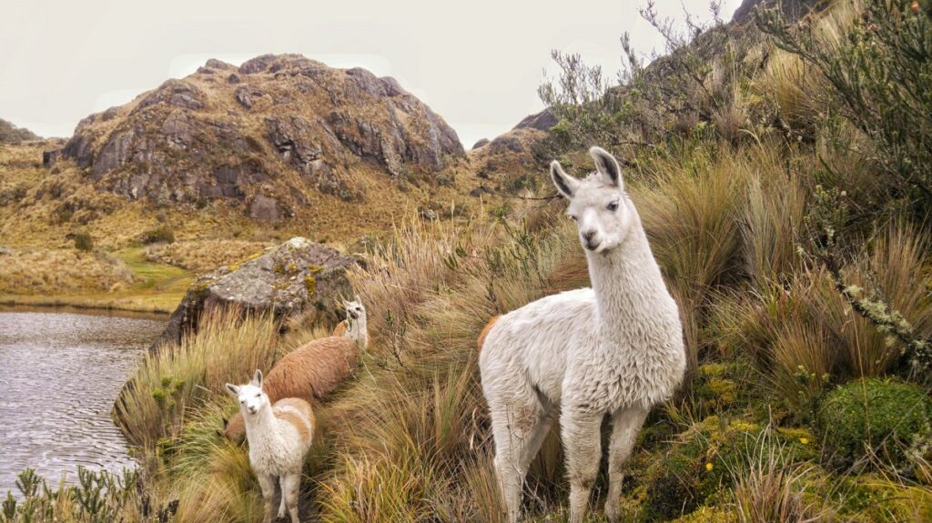 Guide to El Cajas National Park
