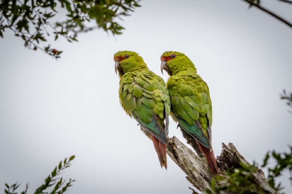 - Secret World Guide to Huerquehue National Park