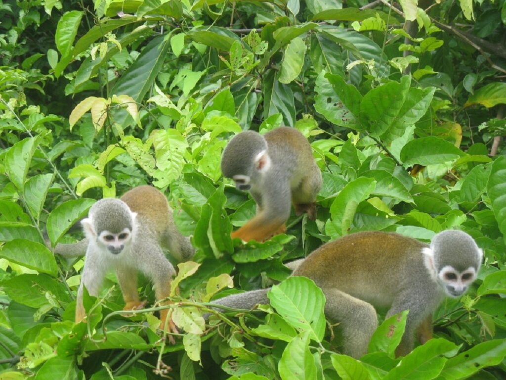 Guide to Tumucumaque National Park