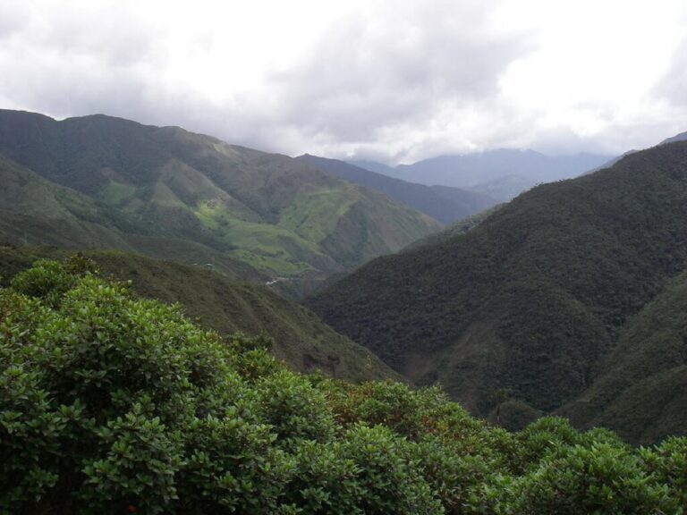 Guide to Podocarpus National Park