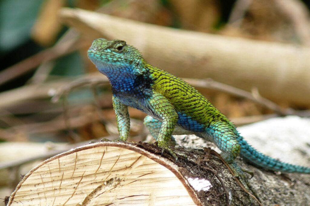 - Secret World Guide to Darien National Park