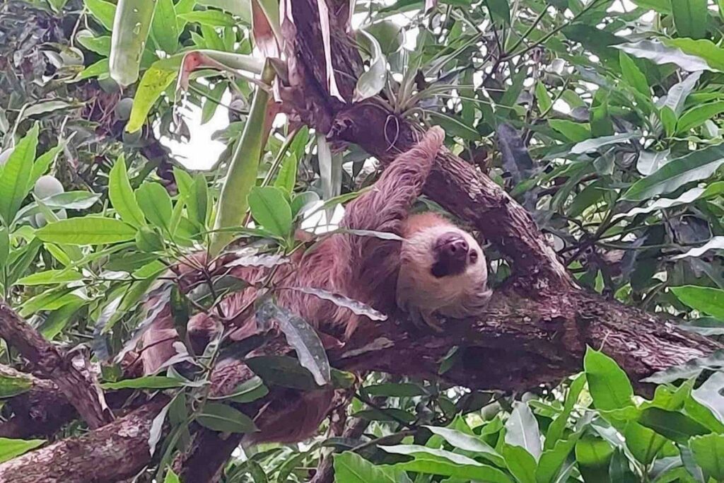 Guide to Chagres National Park