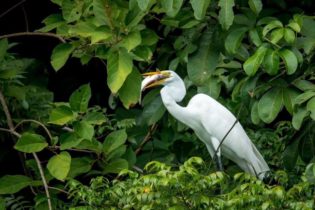 - FIELD NOTES Guide to Rio Dulce National Park